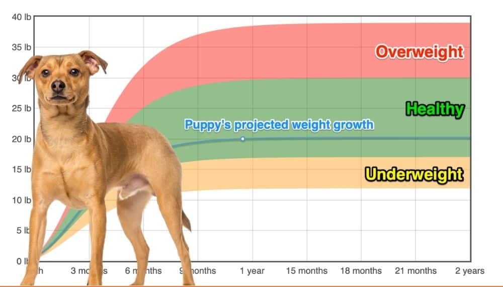 German Pinscher Weight+Growth Chart 2024 How Heavy Will My German